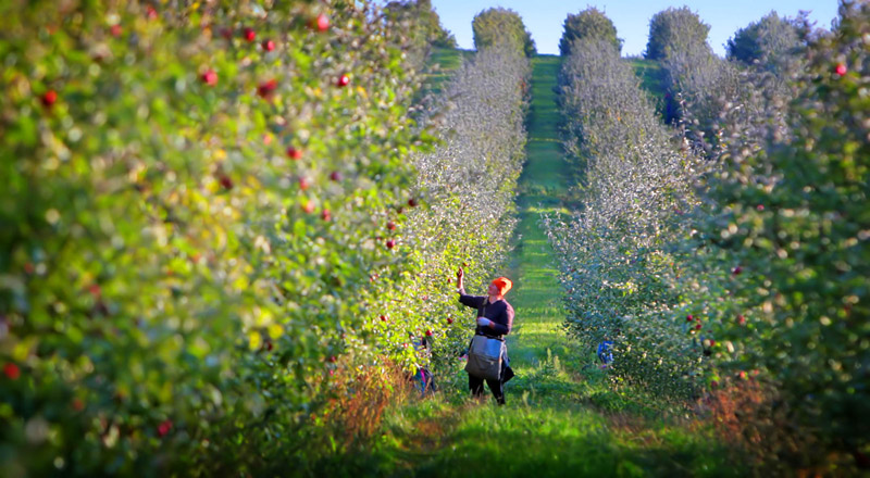 在“奥斯特罗梅切沃”农业生产合作社采摘苹果