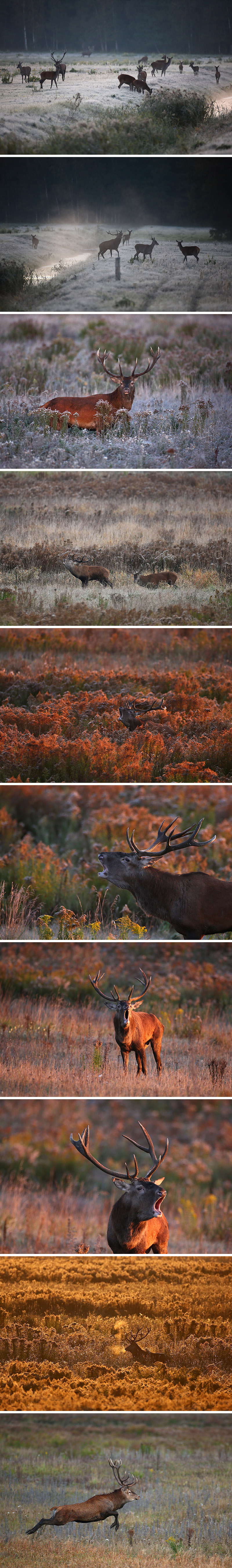 Red Deer rut in the Belovezhskaya Pushcha