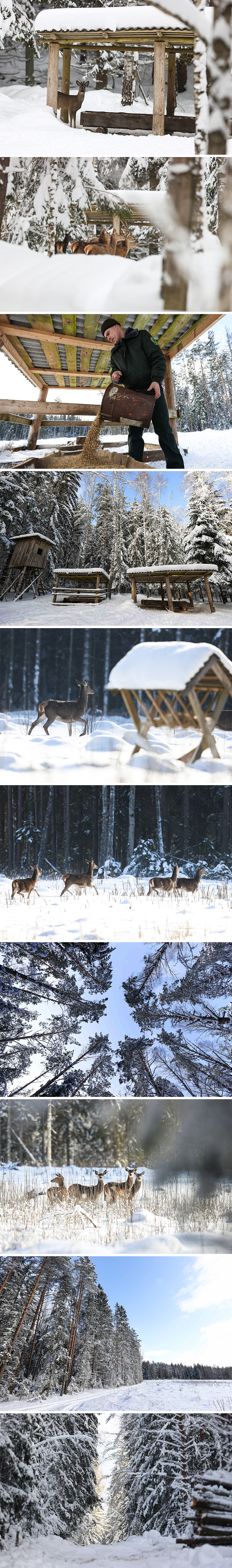 Winter in the Uzda Forestry grounds, Minsk Oblast