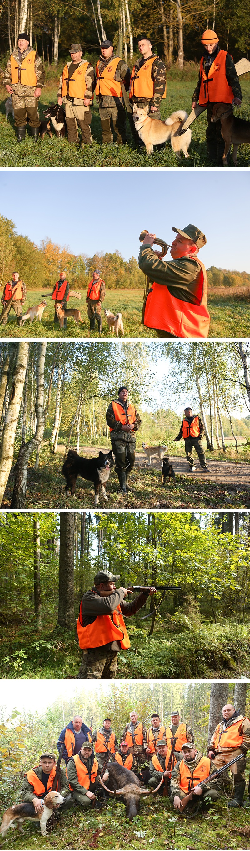 Загоннае паляванне на лася ў Мінскай вобласці