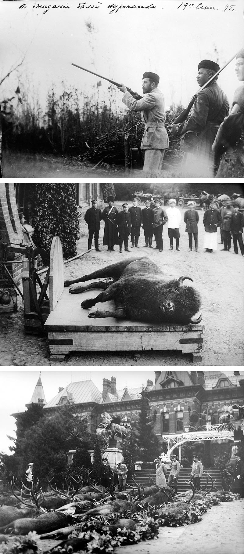 Імператарскае паляванне ў Белавежскай пушчы (пачатак ХХ стагоддзя)