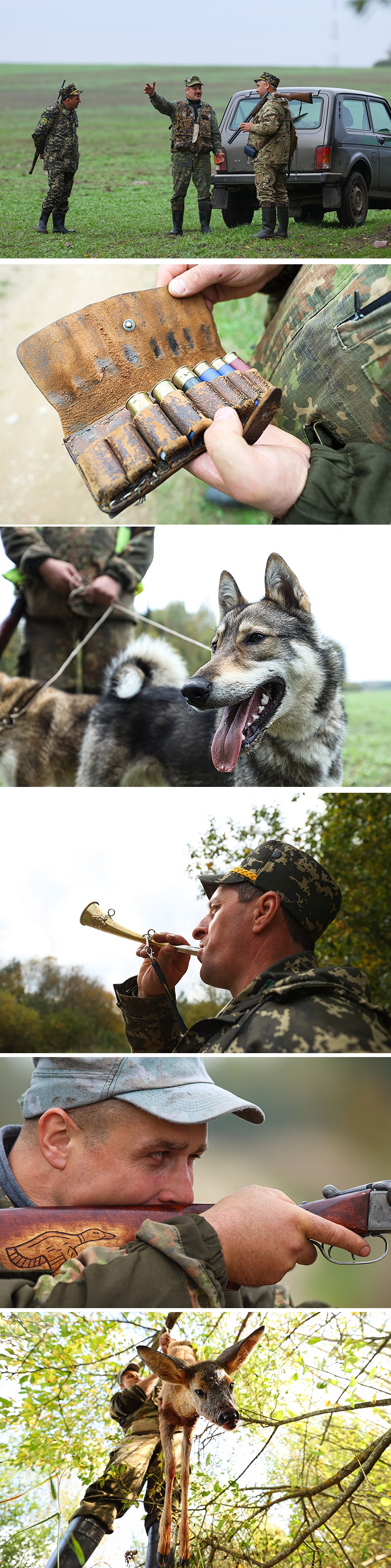 Загоннае паляванне на казулю ў Мінскай вобласці