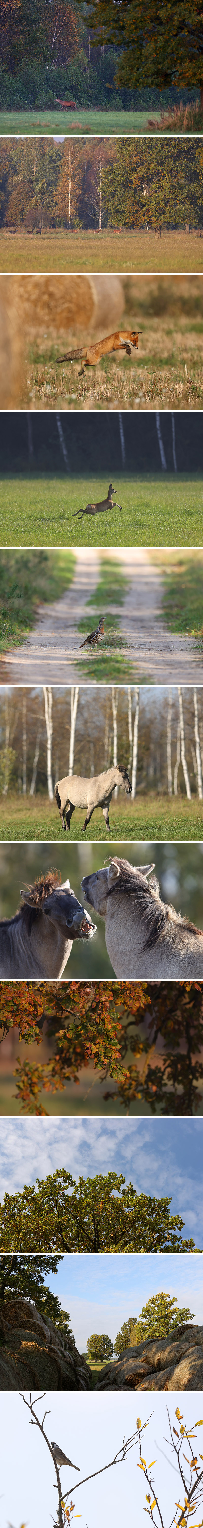 Восень у Налібоцкай пушчы