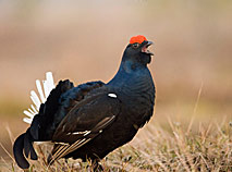 Black grouse in the Berezinsky Biosphere Reserve