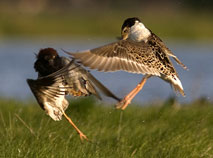 The Turov meadow is a habitat for rare bird species