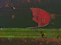 Cranberry harvest time