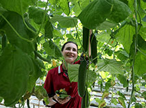 Kadino Firm in Mogilev District, a large-scale vegetable production enterprise