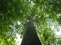 Беловежская пуща