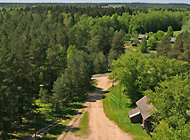 Лесной массив Беловежской пущи