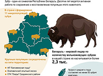 Восстановление популяции зубра в Беларуси