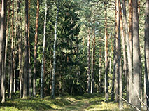 Беловежская пуща: прекрасная, удивительная, неповторимая