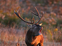 Deer rut in Belovezhskaya Pushcha