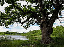 Belovezhskaya Pushcha: beautiful, amazing, unique
