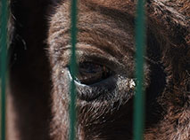 Animal enclosures in Belovezhskaya Pushcha