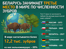 Беларусь занимает третье место в мире по численности зубров