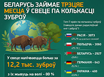 Беларусь займае трэцяе месца ў свеце па колькасці зуброў