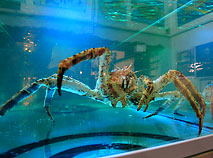 Petrovich the Giant Crab, the main oracle to predict the outcome of the matches during the 2014 IIHF World Championship