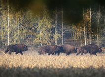 Нацыянальны парк 