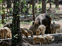 Сафари в национальном парке 