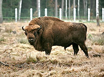 Belovezhskaya Pushcha bison