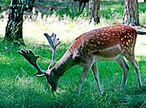 “别洛韦日自然保护区”的鹿