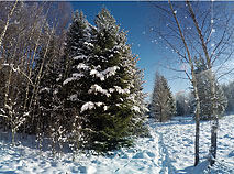 Winter beauty in Berezinsky Biosphere Reserve