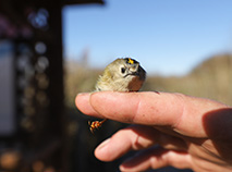 Bird ringing station Yaselda