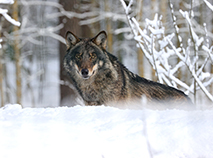 Berezinsky Biosphere Reserve