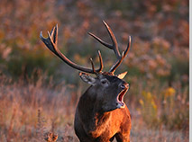 Red Deer rut in the Belovezhskaya Pushcha