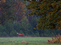 Autumn in Naliboki Forest