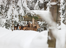 Winter in the Uzda Forestry grounds, Minsk Oblast